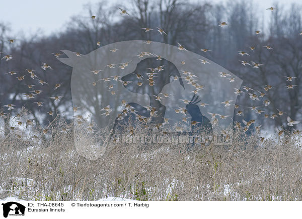 Bluthnflinge / Eurasian linnets / THA-08645