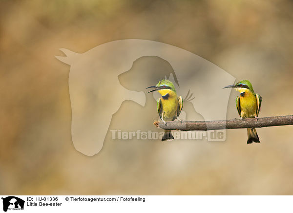 Little Bee-eater / HJ-01336