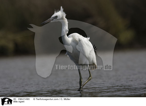 Seidenreiher / little egret / CM-01490