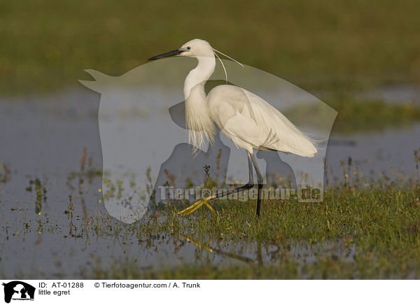 little egret / AT-01288