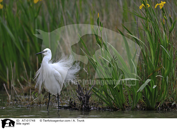 Seidenreiher / little egret / AT-01748