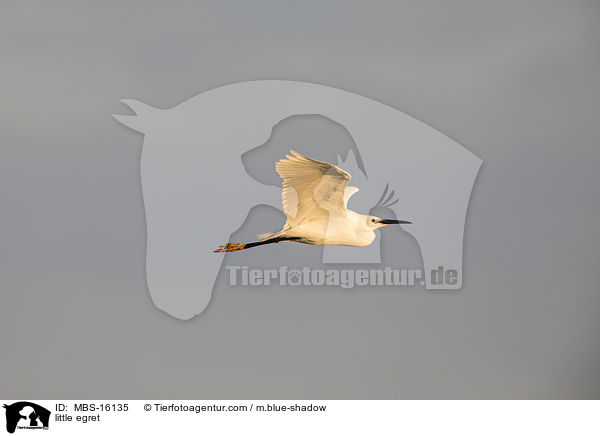 Seidenreiher / little egret / MBS-16135