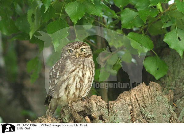 Little Owl / AT-01304