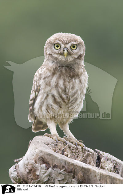 little owl / FLPA-03419