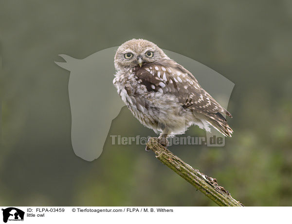 little owl / FLPA-03459