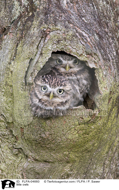 little owls / FLPA-04660