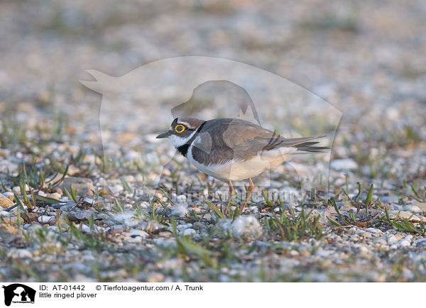 little ringed plover / AT-01442