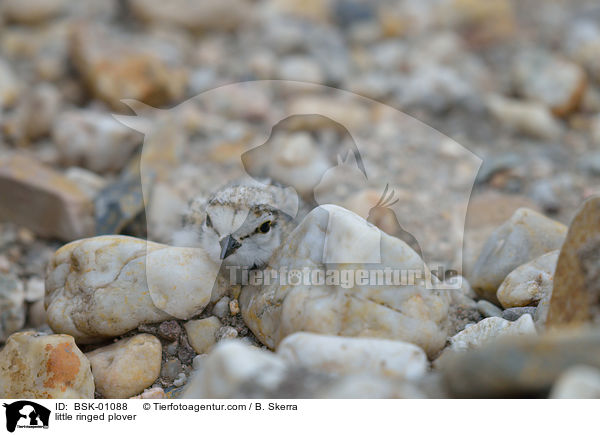 little ringed plover / BSK-01088