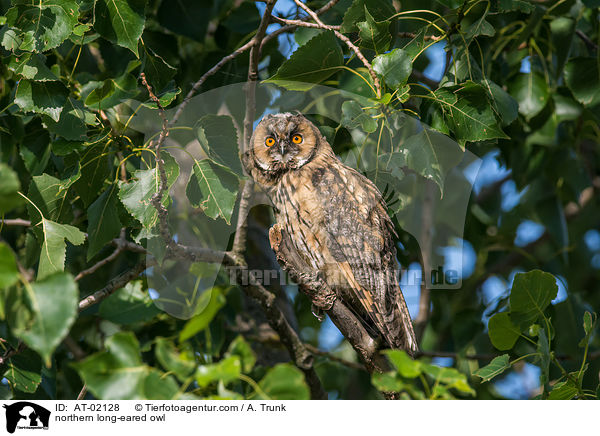 northern long-eared owl / AT-02128