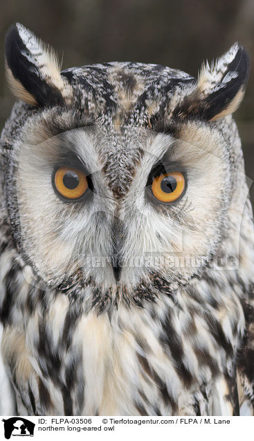 Waldohreule / northern long-eared owl / FLPA-03506