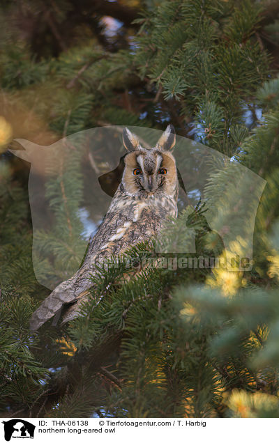 northern long-eared owl / THA-06138