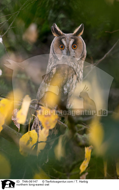 northern long-eared owl / THA-06147