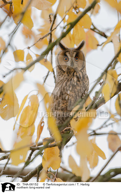 northern long-eared owl / THA-06152