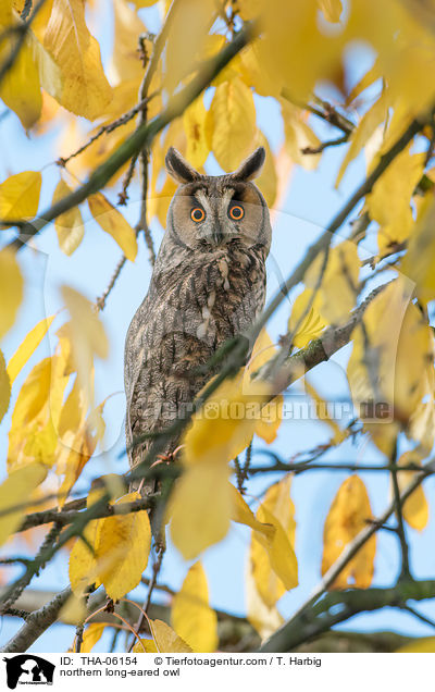 northern long-eared owl / THA-06154