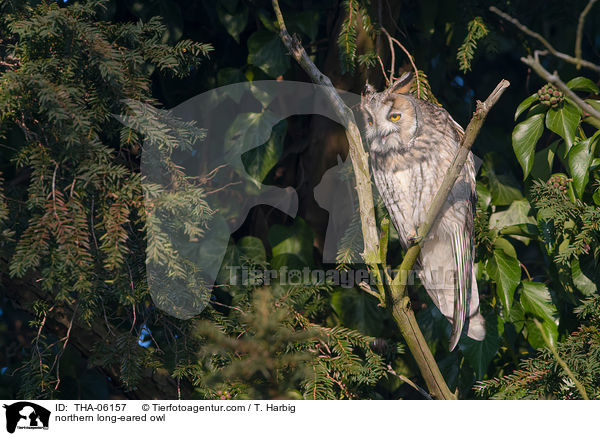 northern long-eared owl / THA-06157
