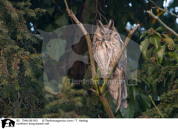 northern long-eared owl / THA-06163