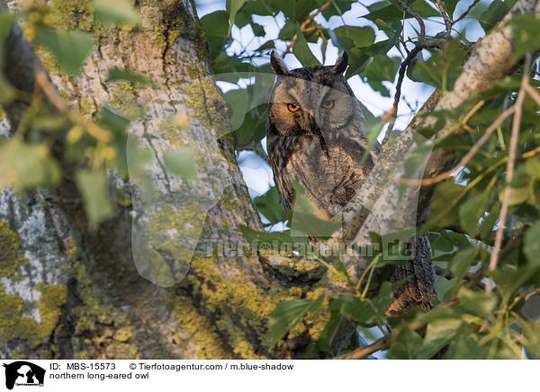 northern long-eared owl / MBS-15573