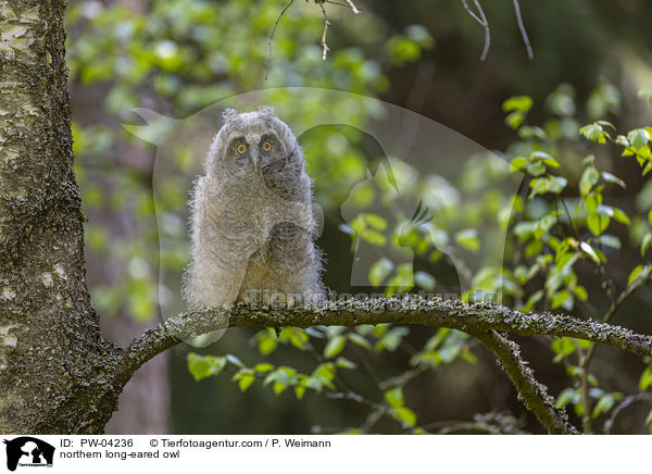 northern long-eared owl / PW-04236