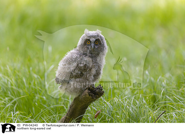 northern long-eared owl / PW-04240
