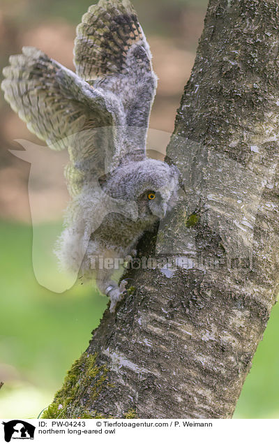 northern long-eared owl / PW-04243