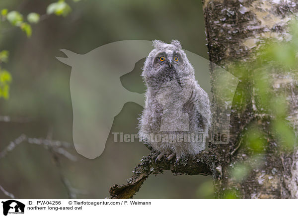 northern long-eared owl / PW-04256
