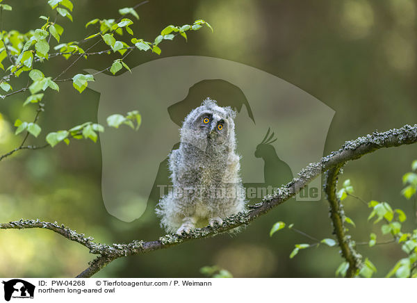 northern long-eared owl / PW-04268