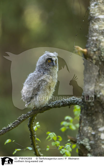 northern long-eared owl / PW-04269