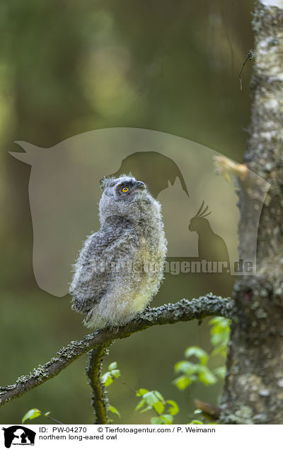 northern long-eared owl / PW-04270