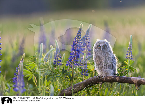 northern long-eared owl / PW-04277