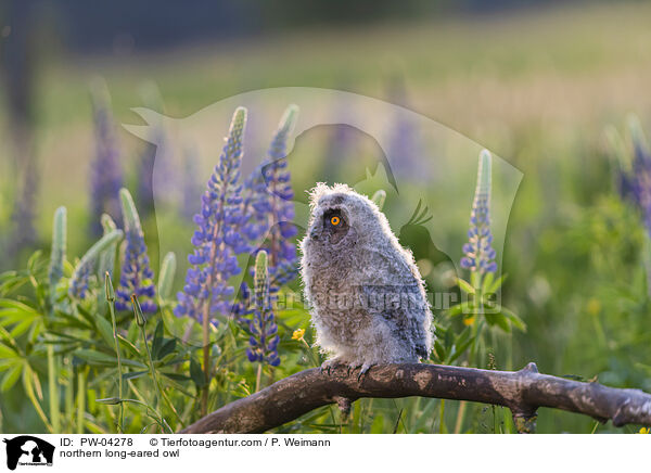 northern long-eared owl / PW-04278