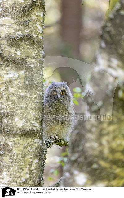 northern long-eared owl / PW-04284