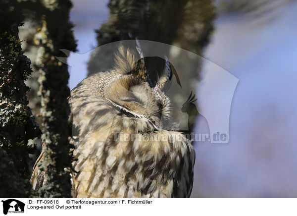 Long-eared Owl portrait / FF-09618
