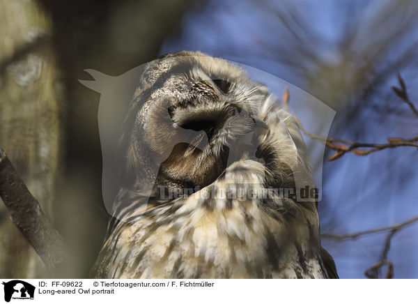 Long-eared Owl portrait / FF-09622