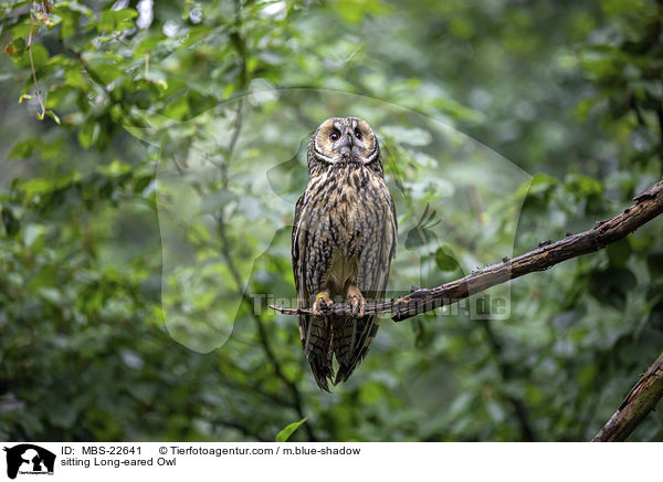 sitzende Waldohreule / sitting Long-eared Owl / MBS-22641