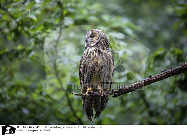 sitting Long-eared Owl / MBS-22642