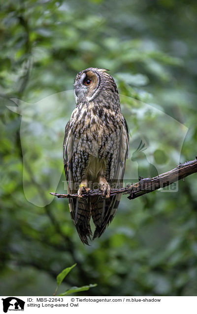 sitzende Waldohreule / sitting Long-eared Owl / MBS-22643