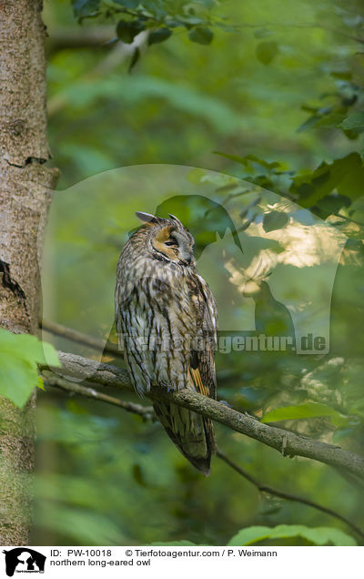 northern long-eared owl / PW-10018