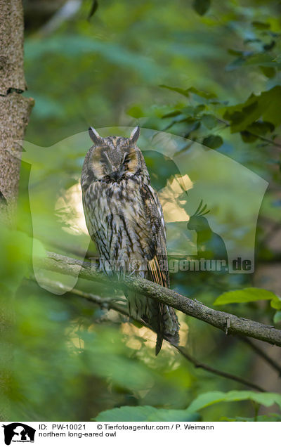 northern long-eared owl / PW-10021