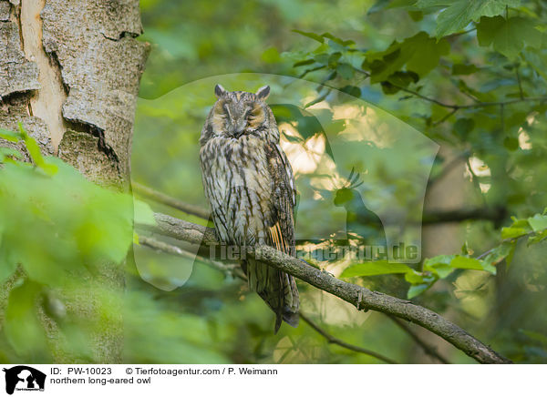 northern long-eared owl / PW-10023