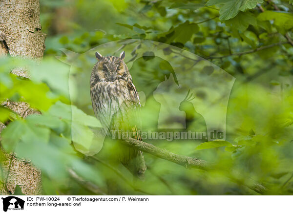 northern long-eared owl / PW-10024