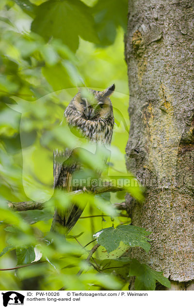 northern long-eared owl / PW-10026