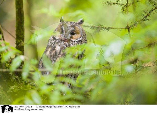northern long-eared owl / PW-10033