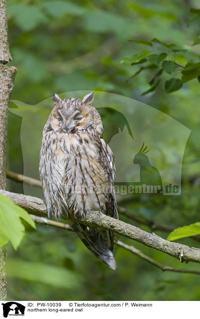 northern long-eared owl / PW-10039