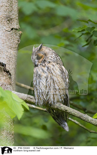 northern long-eared owl / PW-10040