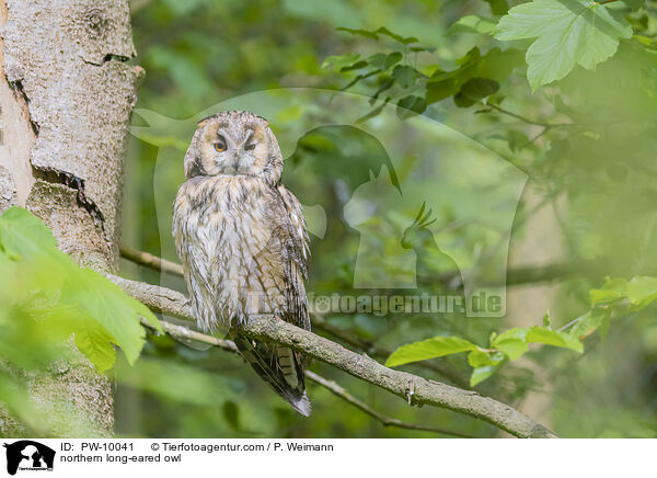 northern long-eared owl / PW-10041