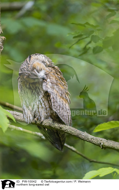 northern long-eared owl / PW-10042