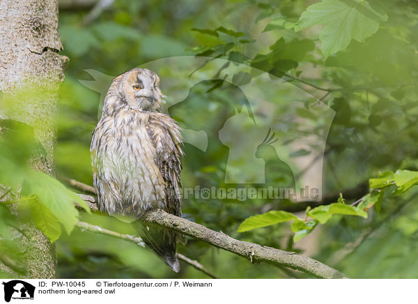 northern long-eared owl / PW-10045