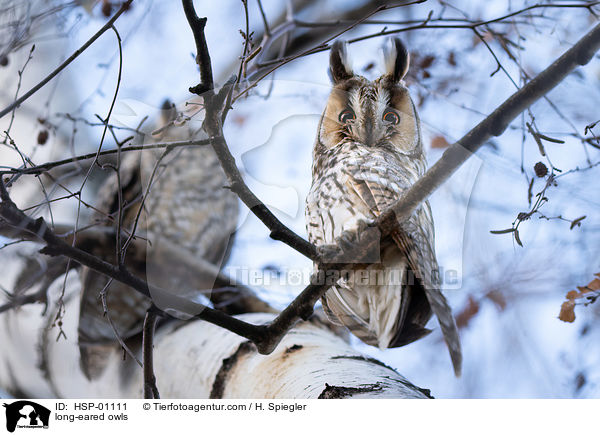 long-eared owls / HSP-01111