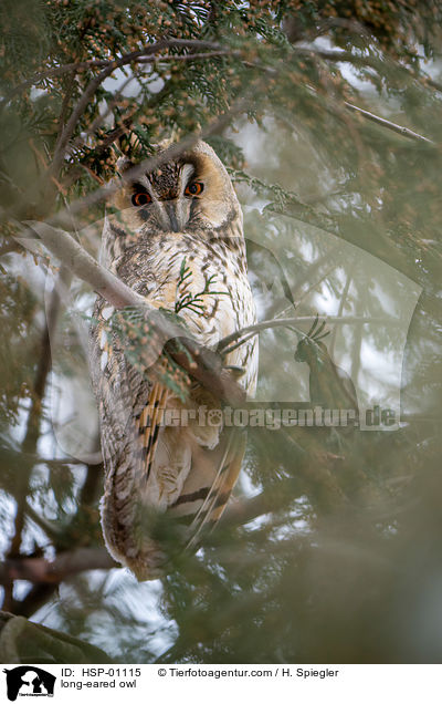 long-eared owl / HSP-01115