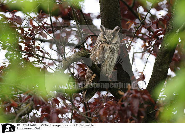 Long-eared Owl / FF-11498